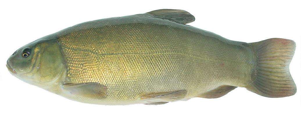 丁桂鱼(常见丁桂鱼) - 趣味头条