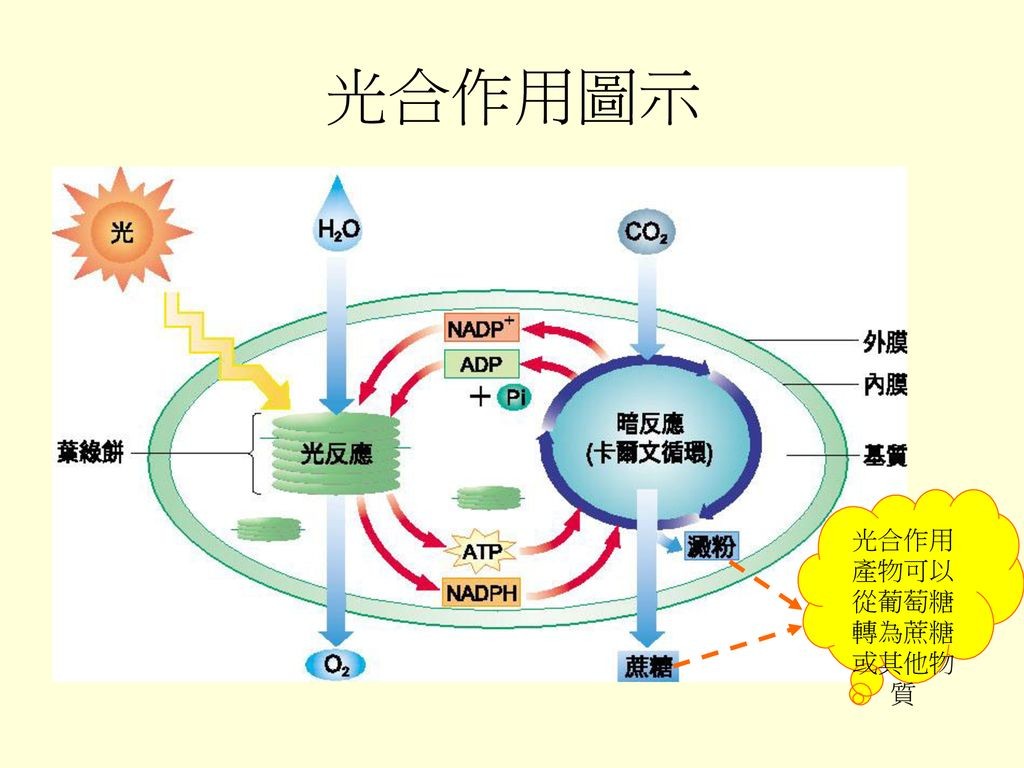 中国或将大改国际“粮食权利”局势，人工合成淀粉是如何做到的？