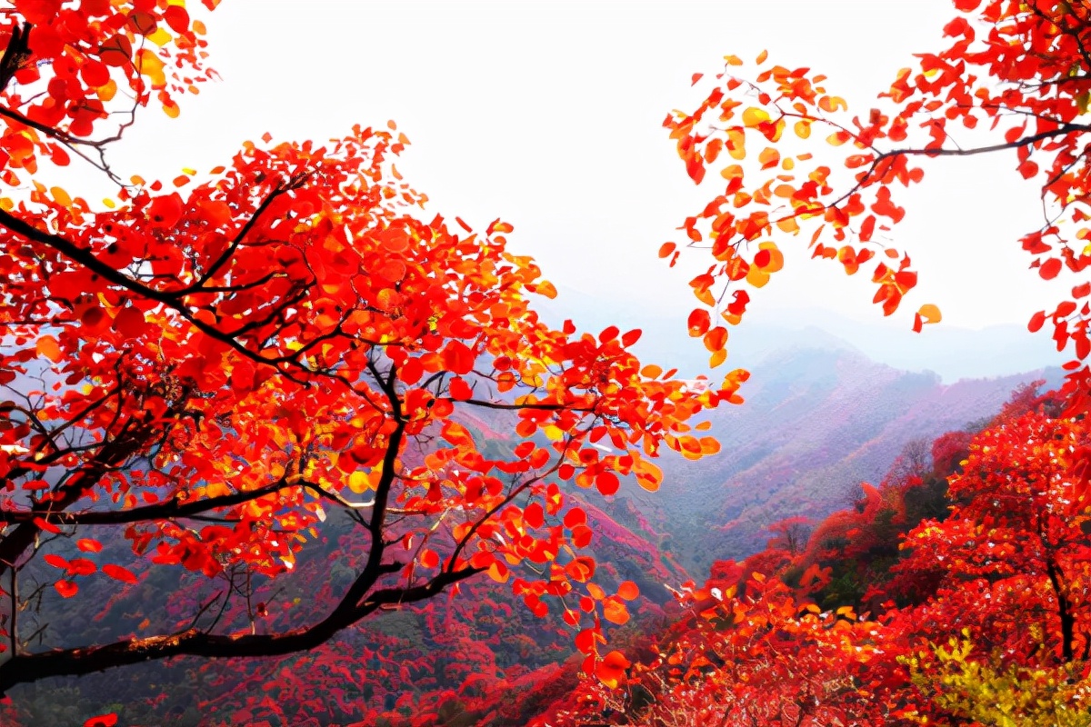 香山门票多少钱(北京香山"红叶盛宴"已就绪,被誉为"燕京八景",门票仅