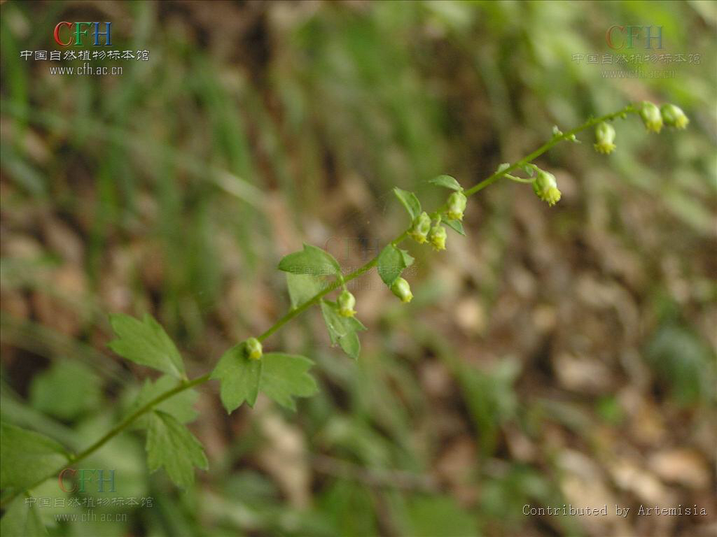 庵怎么读音中药材庵闾子