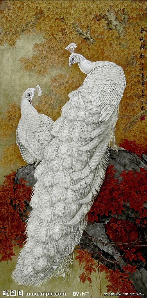 孔雀东南飞！高贵、冷艳的白孔雀