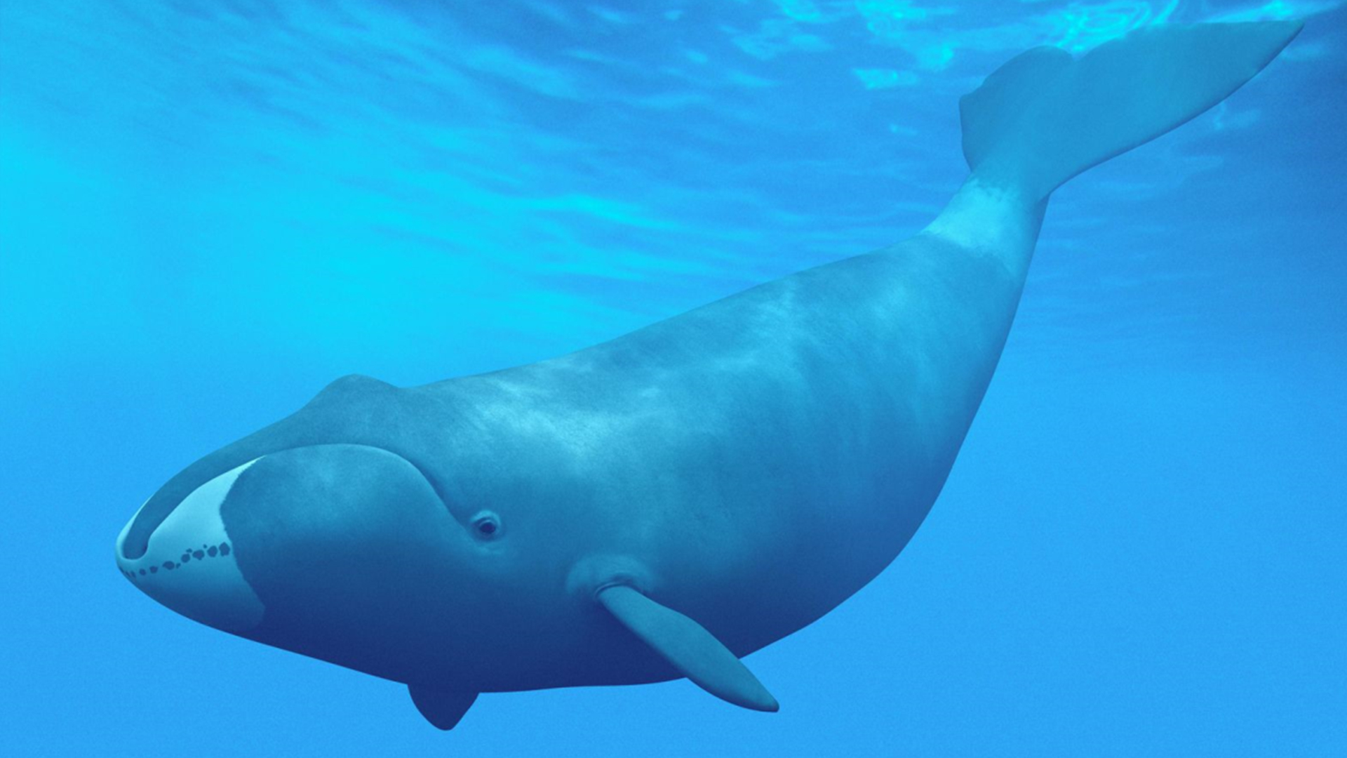 最大的鲸有哪些（盘点地球上最大的10种鲸鱼）
