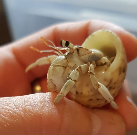 新晋网红宠物-寄居蟹,能让它活10年的养殖方法