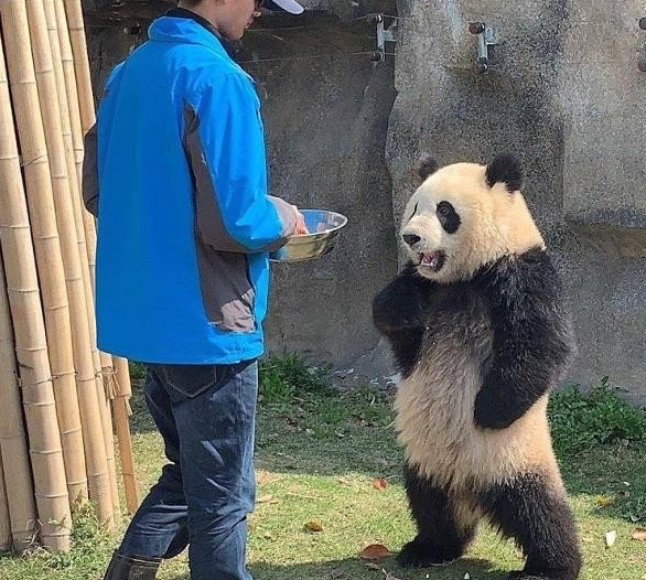 网友吐槽熊猫像EVA的明日香，之前还被吐槽像JOJO
