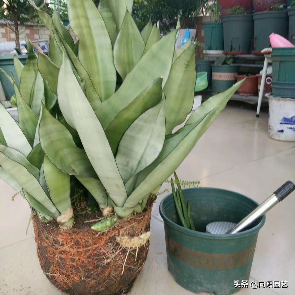 养虎皮兰，3个诀窍，根系挤爆盆，小崽子呼呼长，一年爆20棵