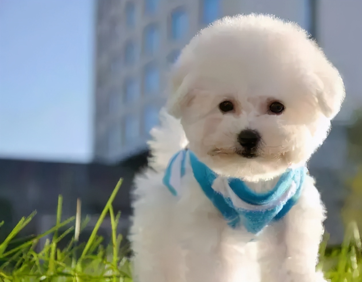 养"比熊"凭啥比"泰迪"好,瞧瞧这些原因,就明白了