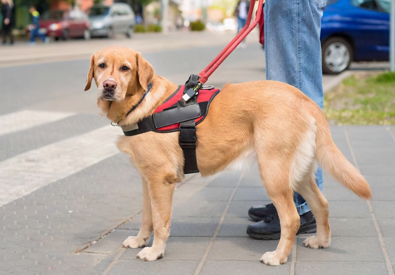 拉布拉多犬怎么训练比较好？这几招可以帮到你