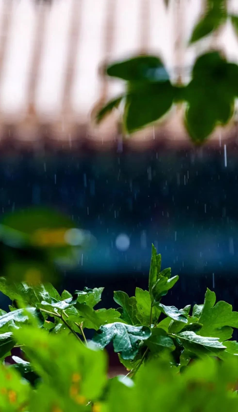 「诗词鉴赏」夏日临窗听雨，闲读诗书，感受大自然的天籁之音