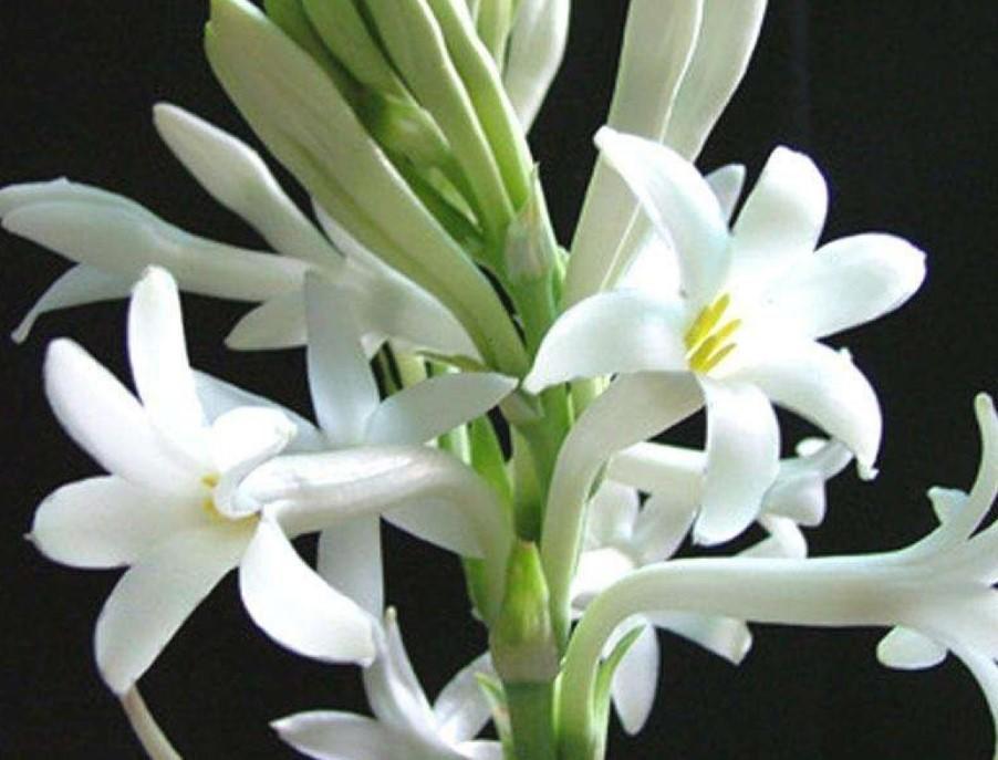 夜來香什么季節開花,夜來香什么季節開花開多長時間
