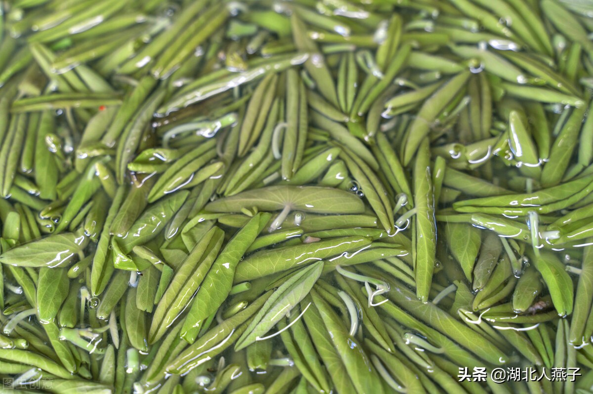 农村能吃的野菜100种大全(教你认识100种野菜和吃法)