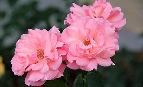 月季花和玫瑰花的区别（四个容易分别月季花玫瑰花的方法）