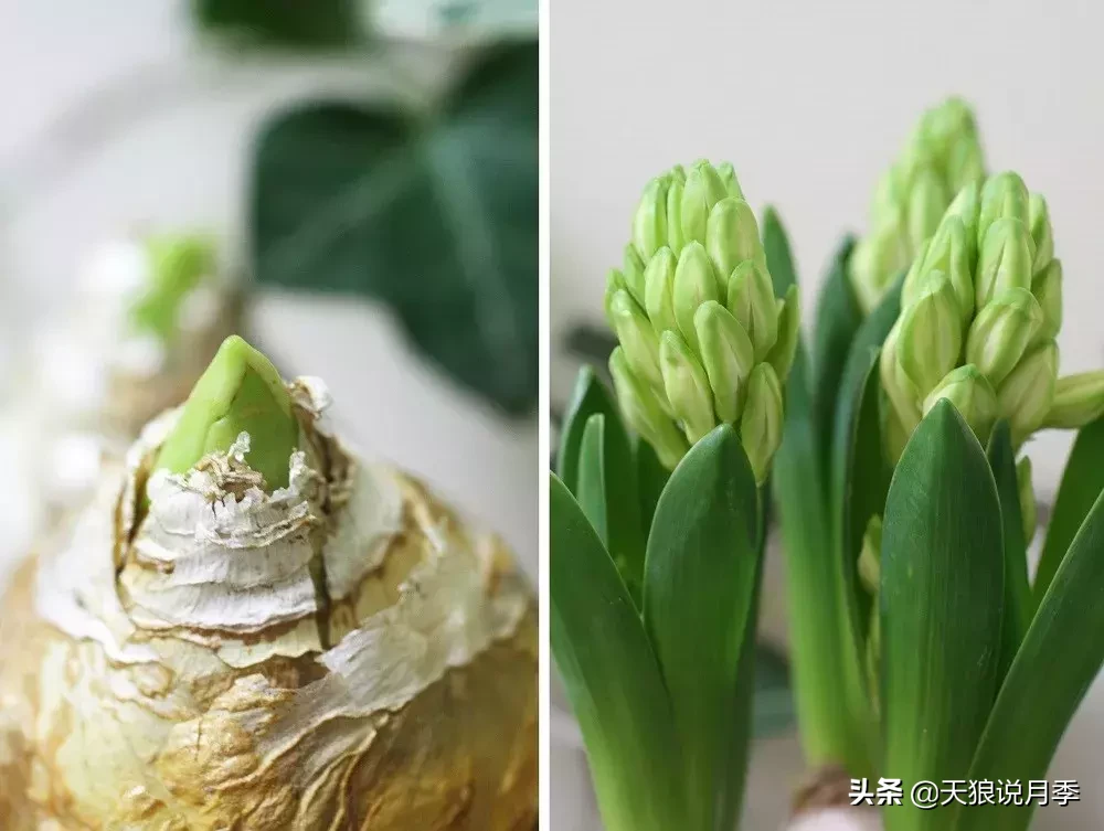 学会这几招，轻松水培芳香可爱的风信子