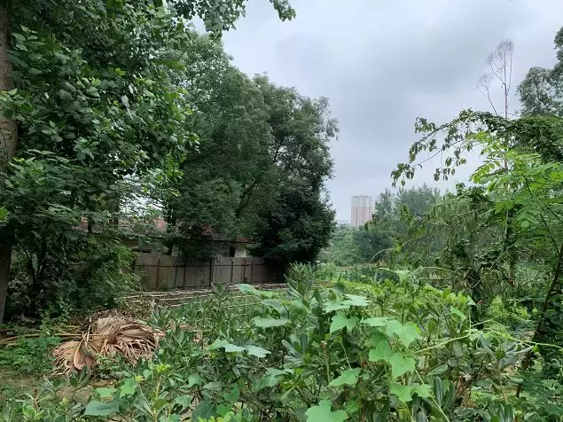 听说成都这家华德福幼儿园神叨叨的？