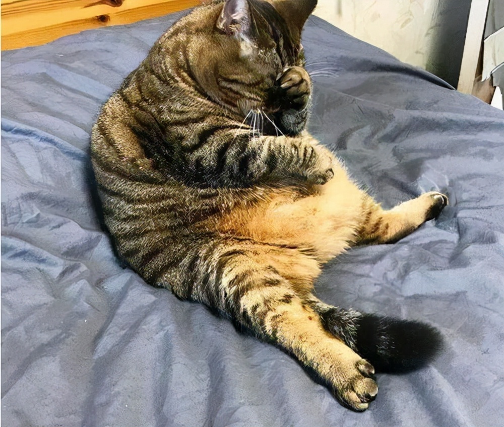 狸花猫认主的特征，中2条以上，说明它被你“养熟”了