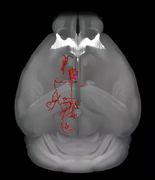 BN招聘｜聚焦脑科学大数据，东南大学脑科学与智能技术研究院招聘