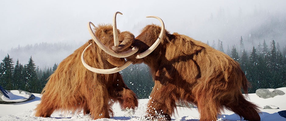 两只猛犸象的故事,在生死搏斗中永远保存下来