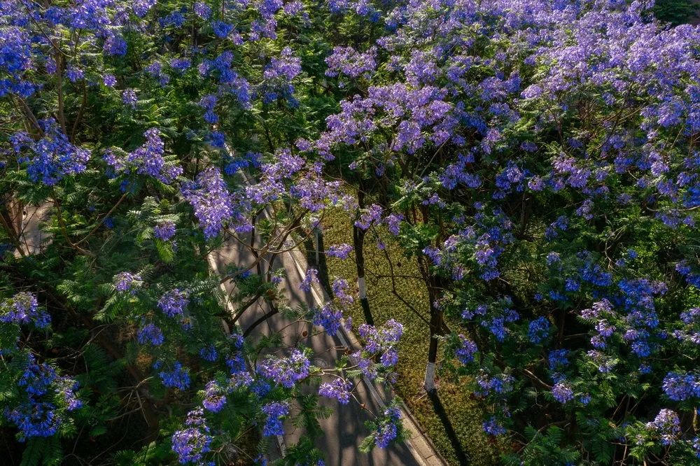 2021年电子科技大学各省招生计划及部分省市提档分数线汇总