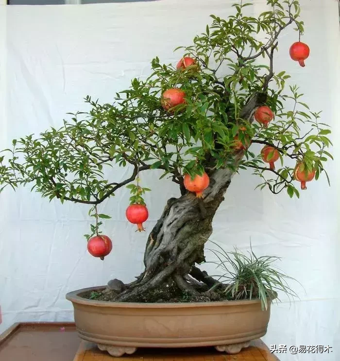 石榴树适应性强,繁殖容易,因此在全国各地都有石榴树