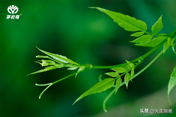 周芦屾：张家界莓茶产业发展的思考