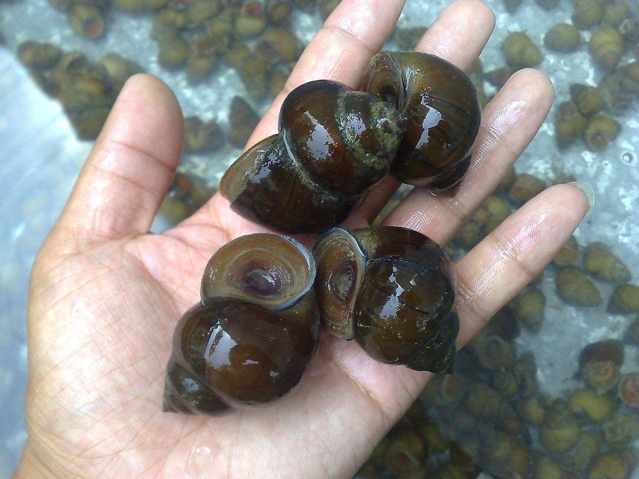 钓鱼用的田螺怎么养忌讳什么科普