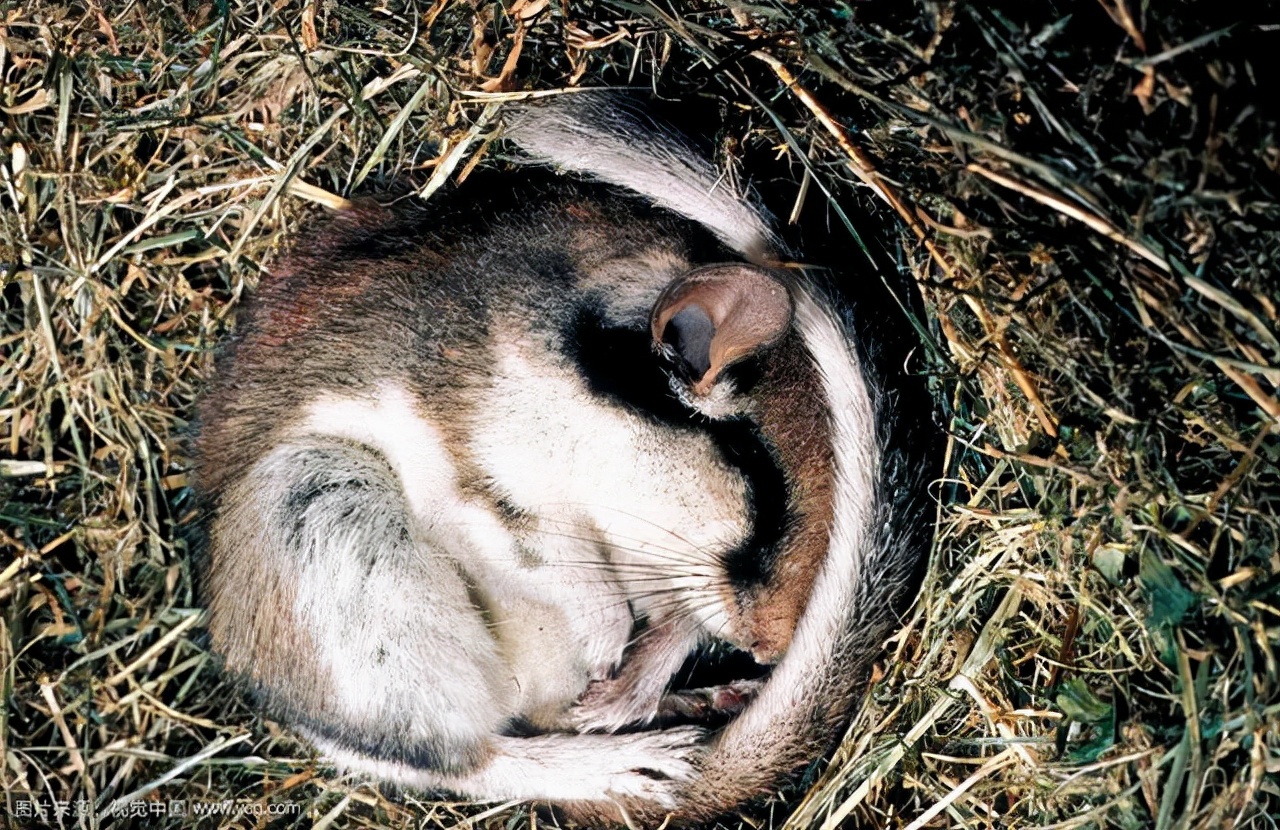 冬眠的动物有哪些，动物冬眠的原因分析？