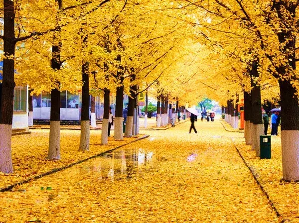 世界最美林荫道,在武汉的它必须拥有姓名