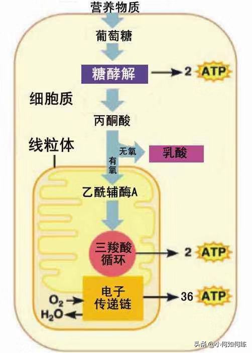 人体三大物质图片