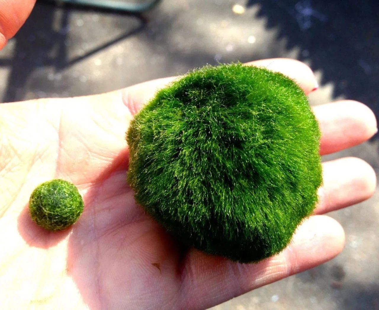 世界上最大的海藻球图片