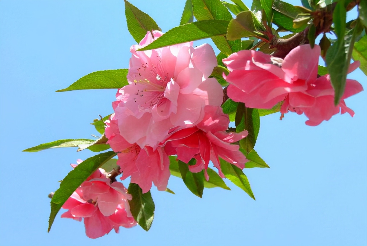 桃花满枝时,感悟何其多