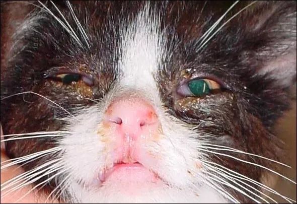 猫鼻支的诊断与治疗方法详解