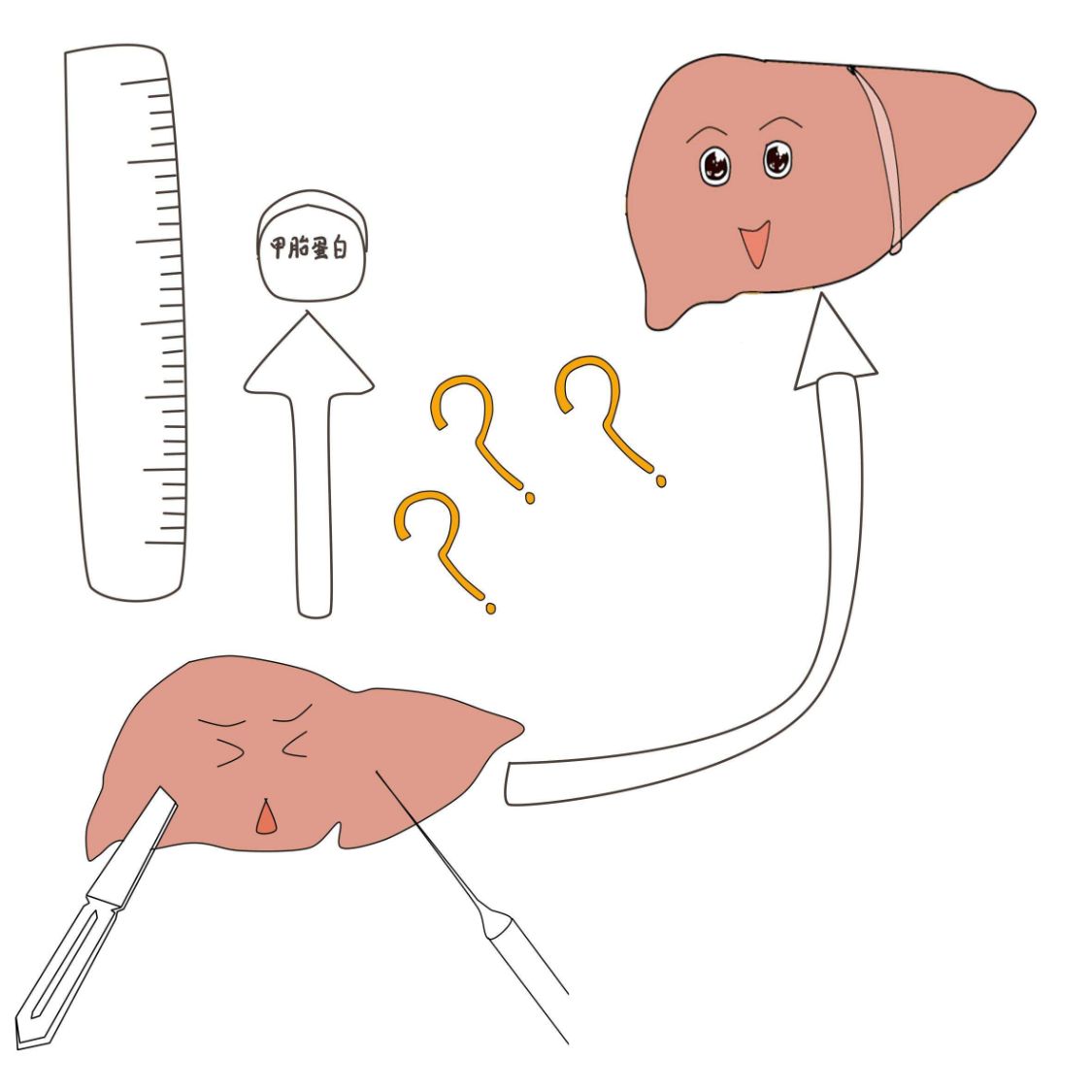 肝功能化验单看不懂?重点看这3个指标,检查结果一目了然