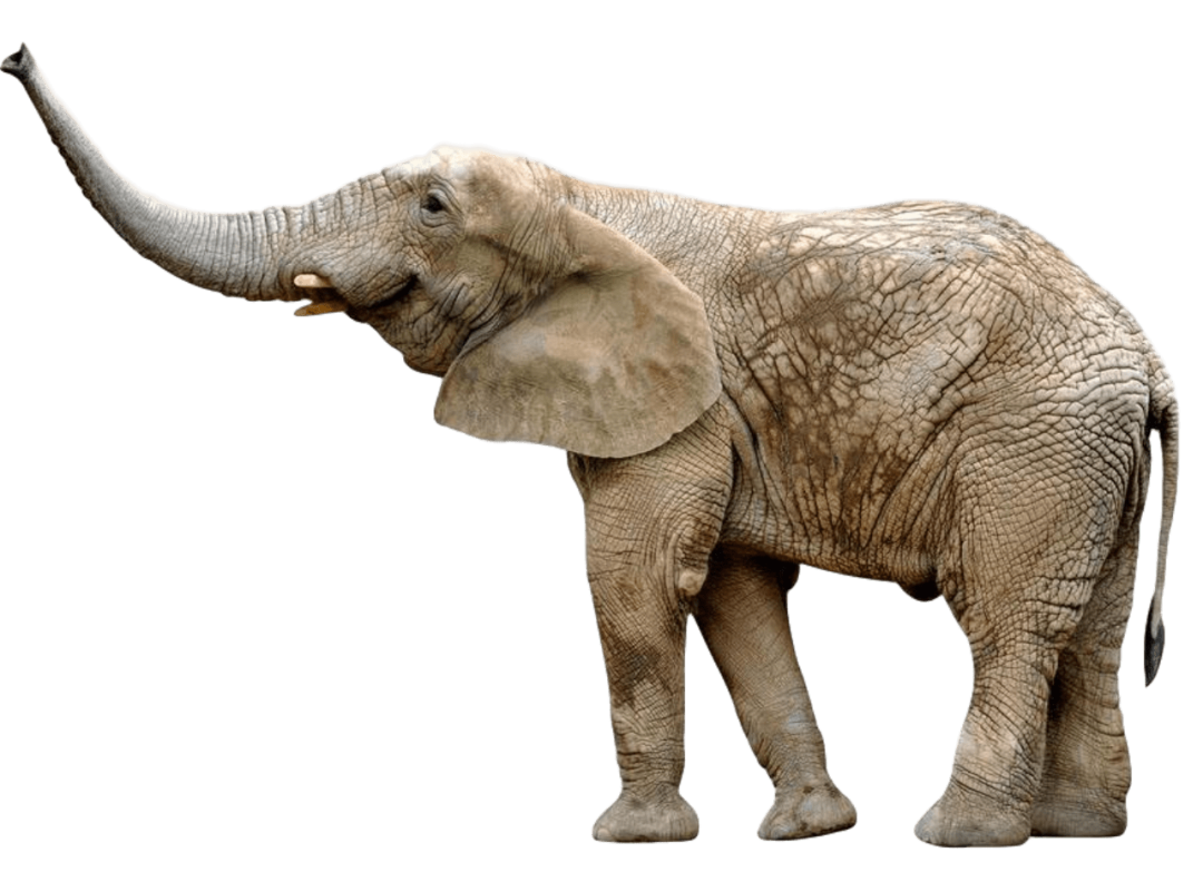 【以案释法】需要象牙的,只有大象自己