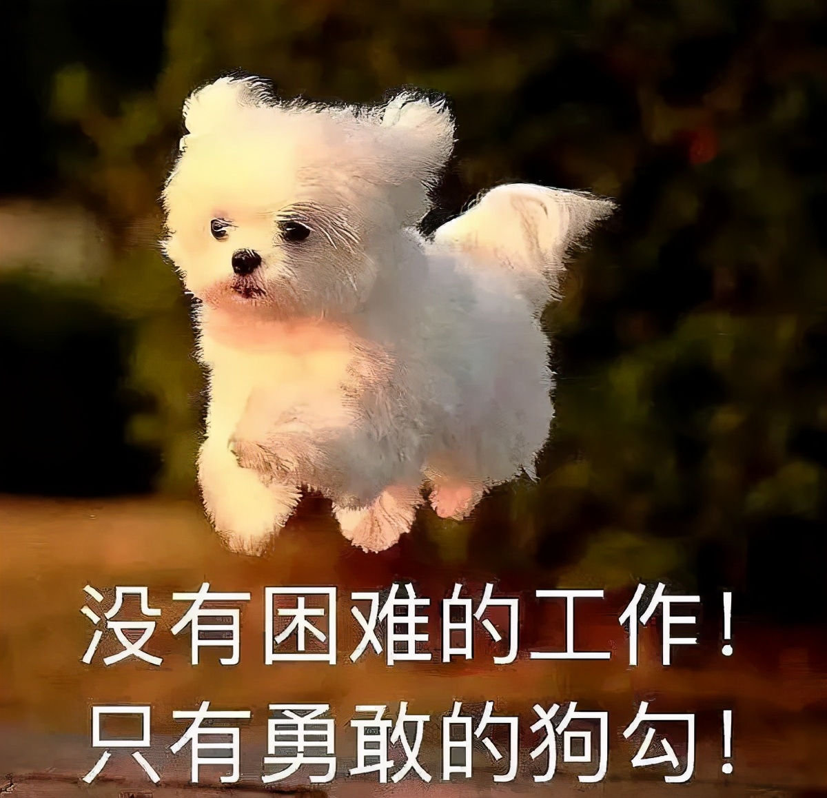 什么是2000万人关注的导盲犬基地？在这里，狗和志愿者才是主角