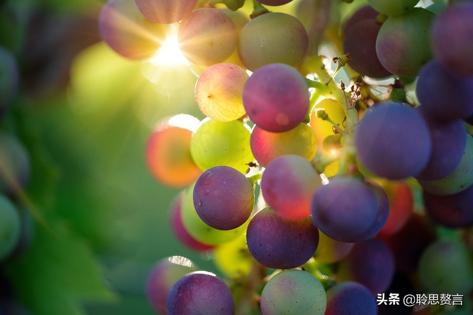 葡萄诗词精选二十四首 夏半蒲萄正熟时，累累满架紫金垂