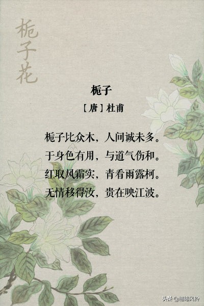 古诗词中的栀子花：在荫浓夏日之中，感受一份花之幽香！