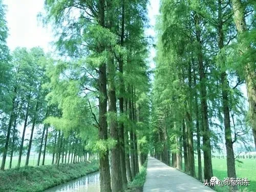 「家乡祁东」白地市记忆