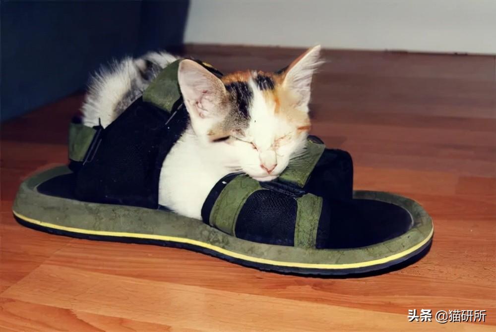 猫咪为啥沉迷吸鞋？这样会传染脚气吗？