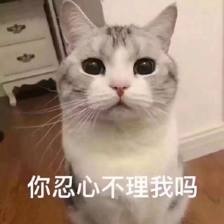 猫咪表情包：你忍心不理我吗