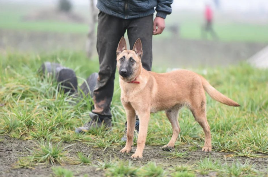 马犬智商排第几名（马犬拥有的3个优缺点）