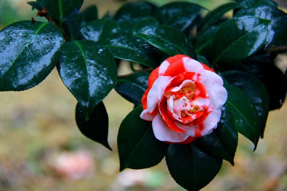 茶花多久浇一次水(茶花多久浇一次水?