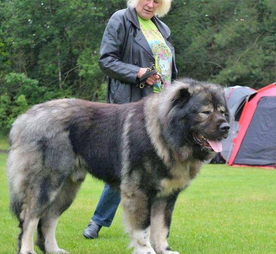 俄罗斯最大的狗图片