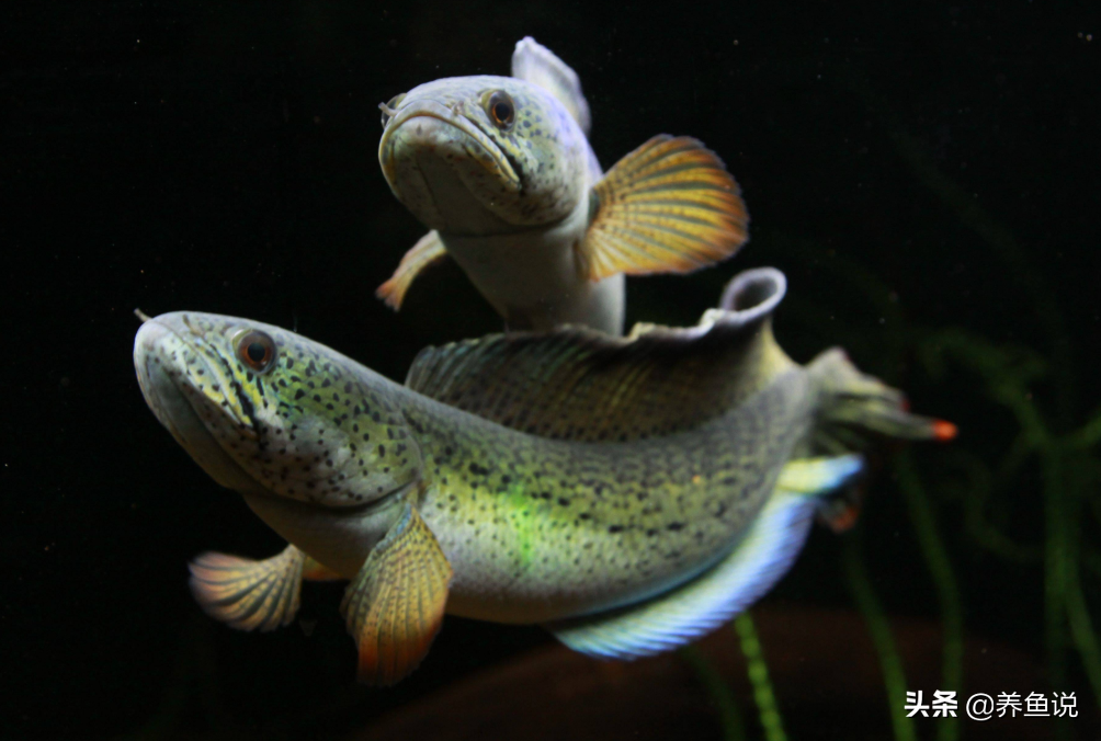 花鸟鱼虫水族市场探秘：为什么同个品种的观赏鱼，价格差别巨大