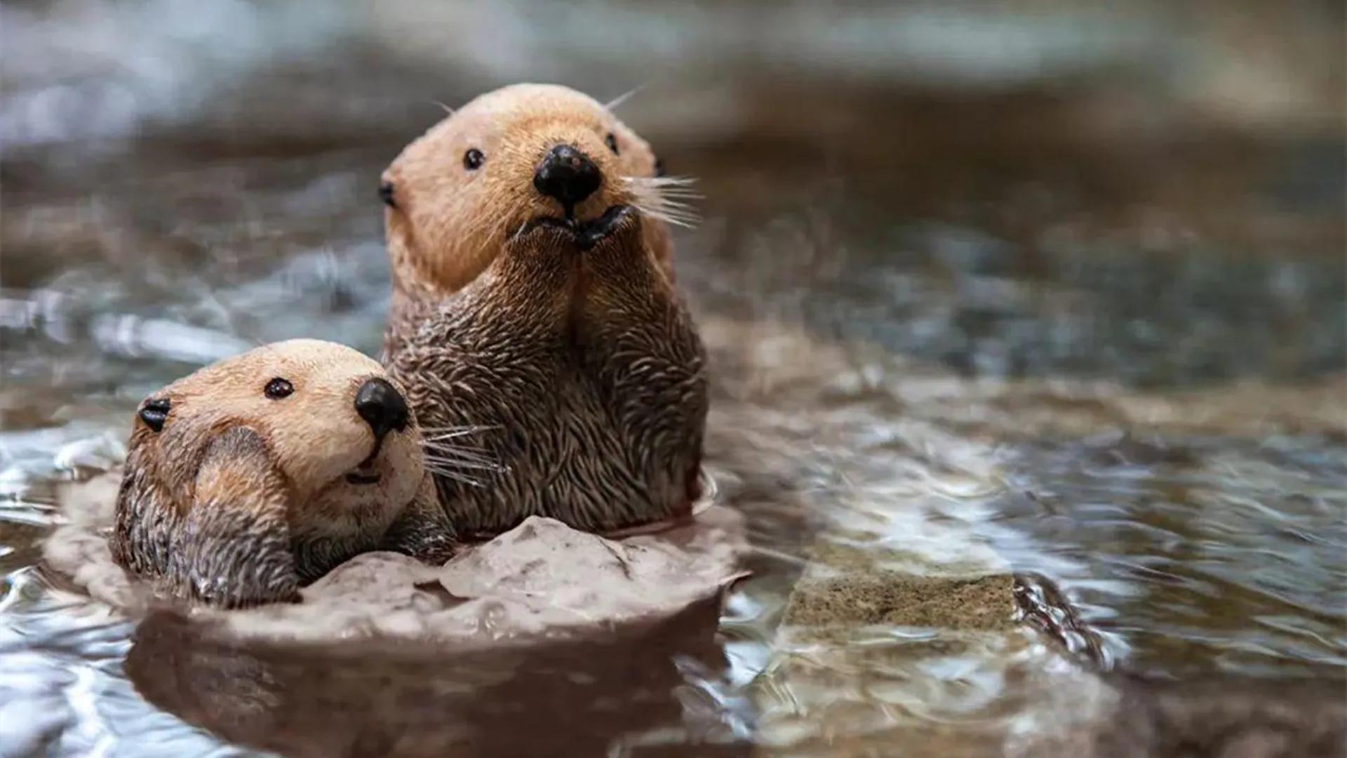 海獭可爱又呆萌,繁殖行为却暴力至极,是个不折不扣的黑暗王者