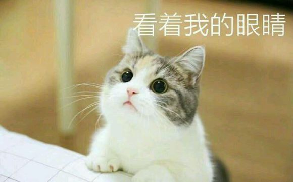 小猫咪叫老婆表情包