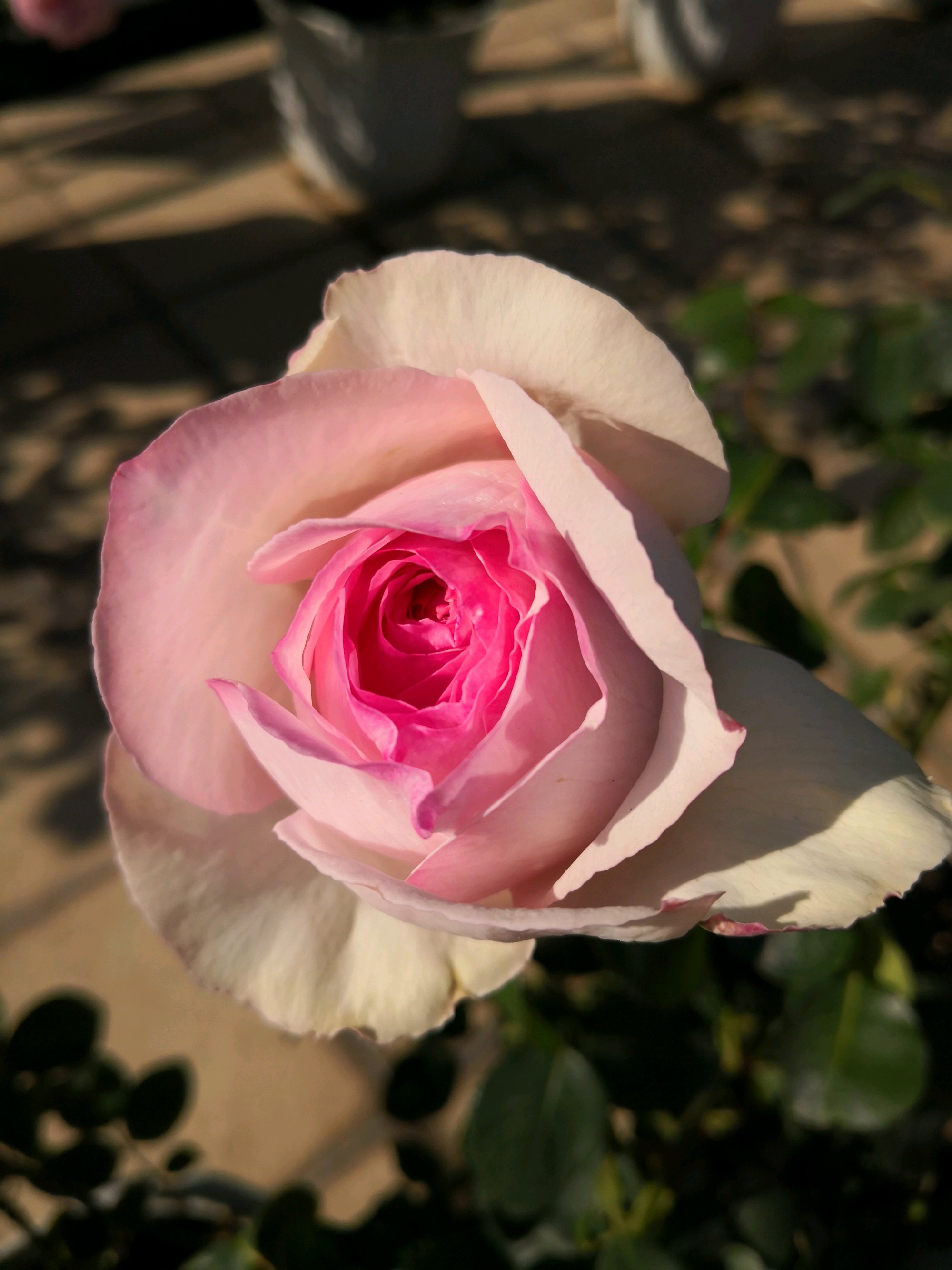 伊芙·乙女心—月季界的"仙女",又美又仙,浓香四溢,四季花开