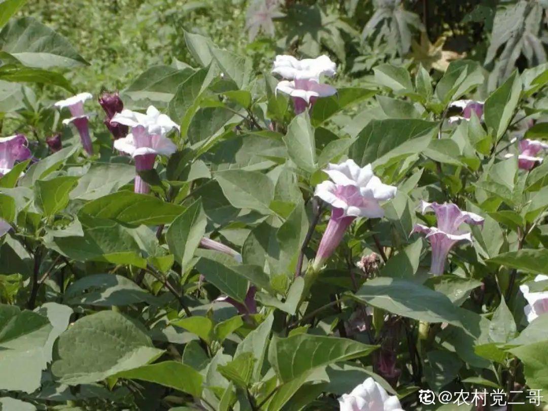 春天赏花,看见这20种,离得远点,因为有毒