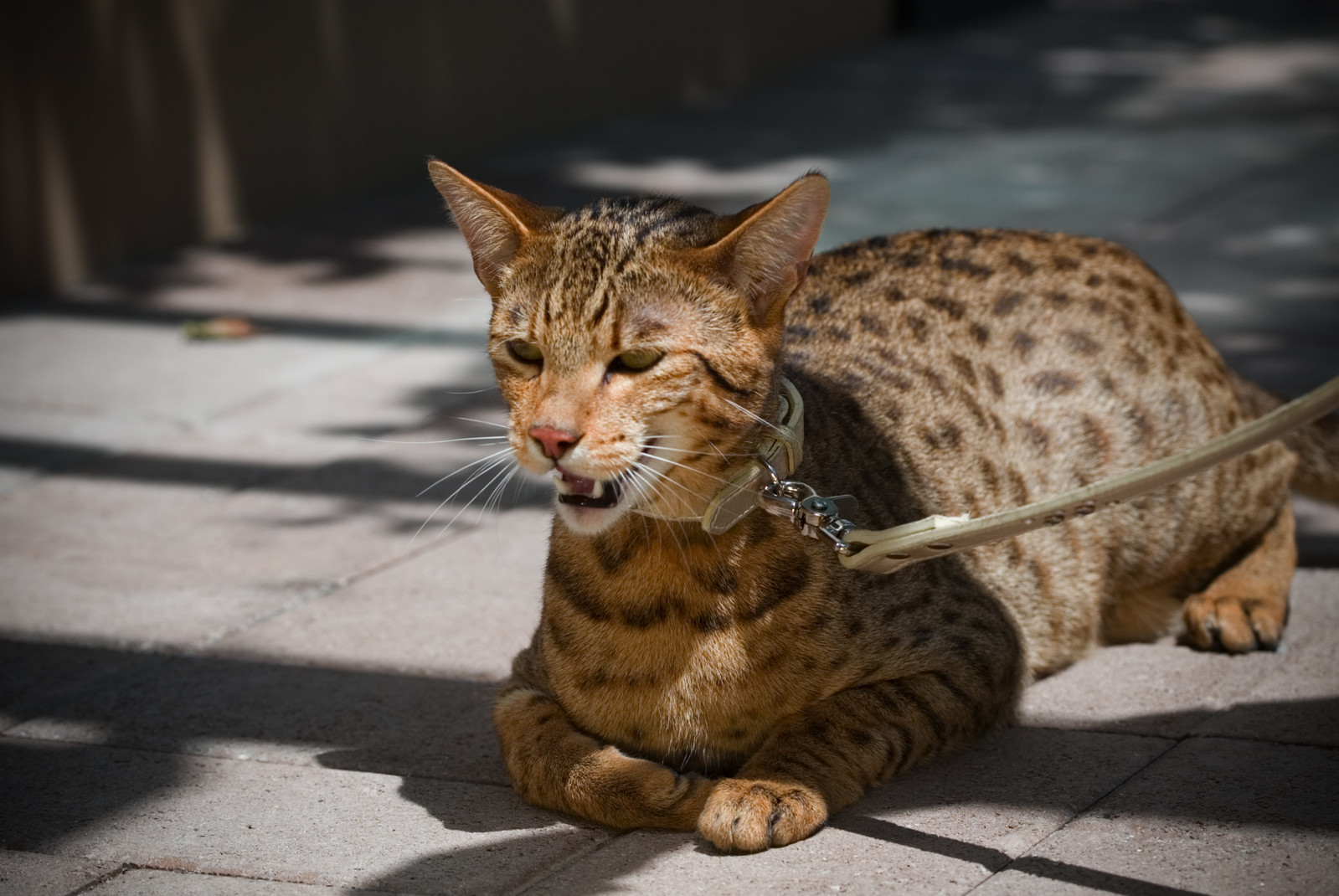 最贵的猫咪，你觉得它们好看吗