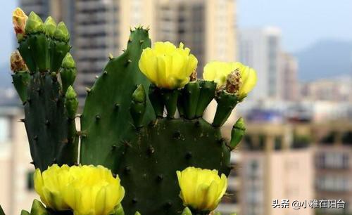 仙人掌是什么季节的植物（盆栽仙人掌养殖方法分享）