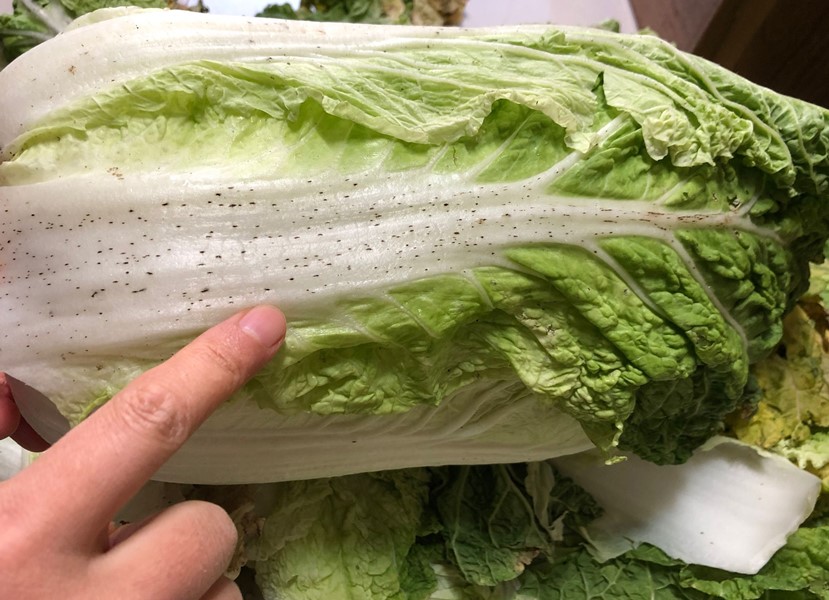 大白菜上的"小黑点"到底是什么？能不能吃？看完你就明白了