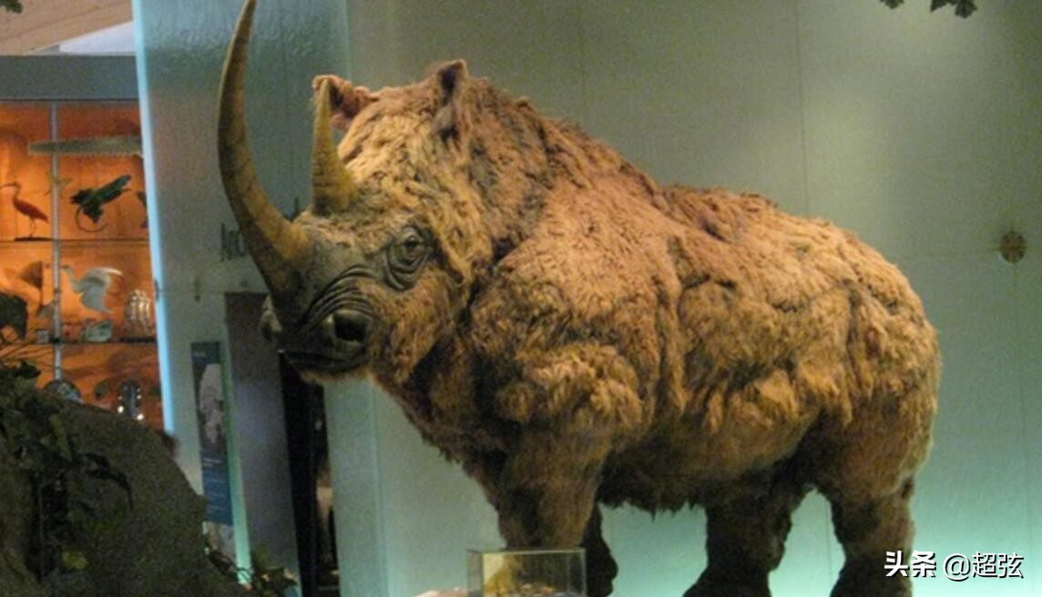 软体动物有哪些陆地软体动物有哪些